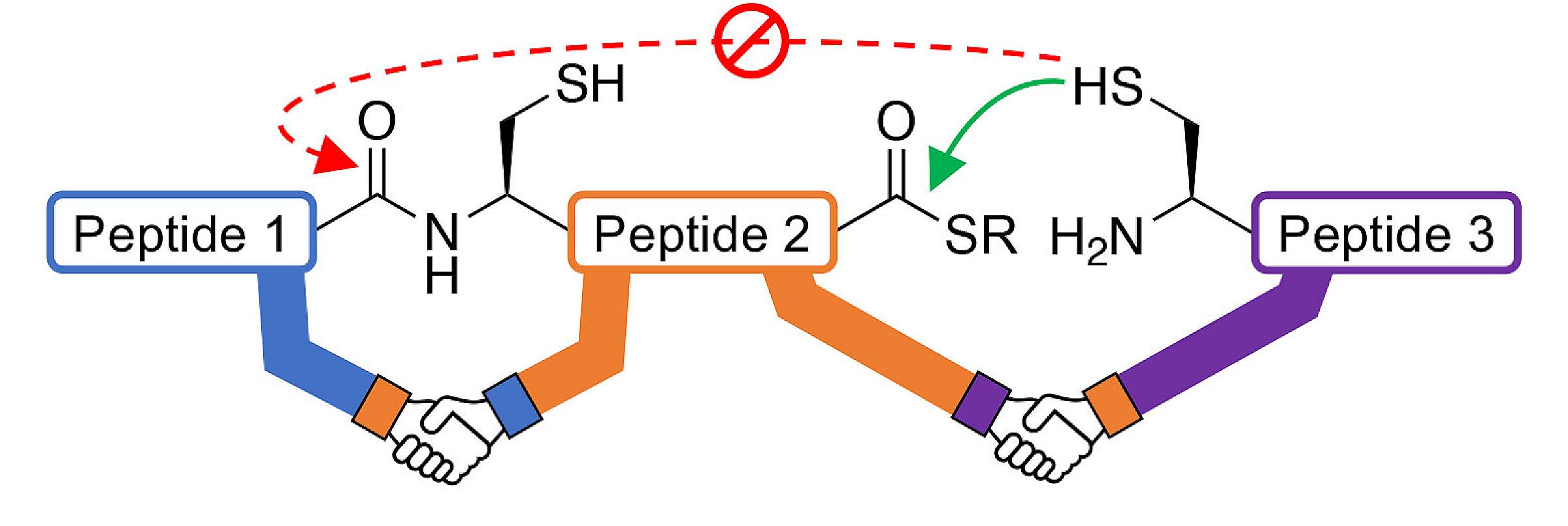 Schematic showing how CAPTN enables the ligation of three peptides in a single reaction. 