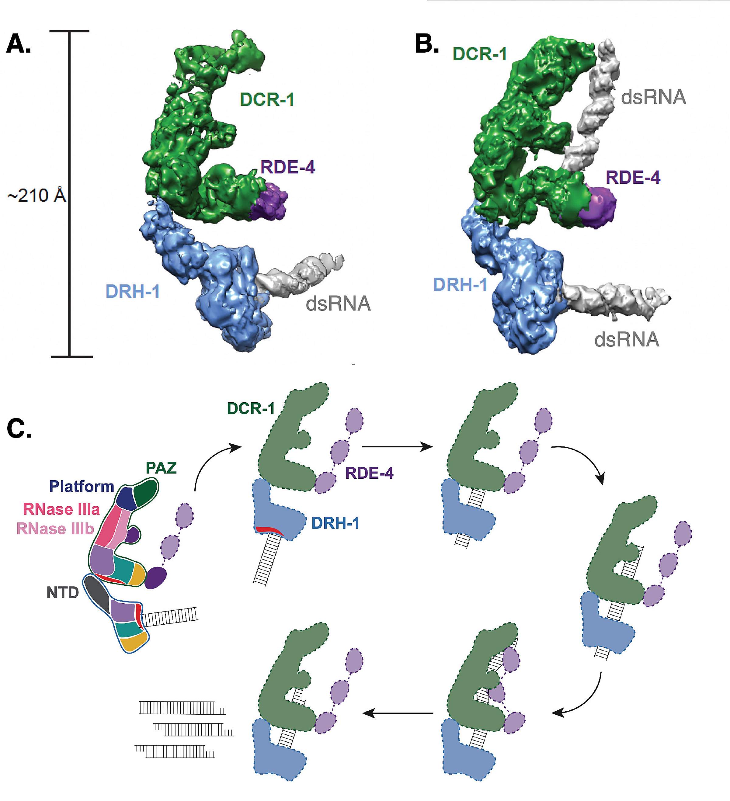 Two cryo-EM structures